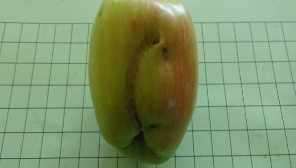 Συμπτώματα προσβολής από Οπλοκάμπη (apple sawfly) σε καρπούς μηλιάς